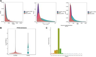 Integrated analysis of the whole transcriptome of skeletal muscle reveals the ceRNA regulatory network related to the formation of muscle fibers in Tan sheep